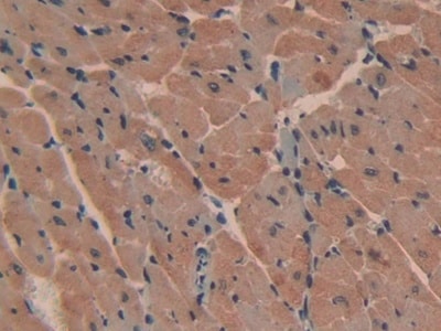 PMCA2 Antibody