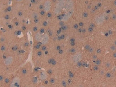 PMCA2 Antibody
