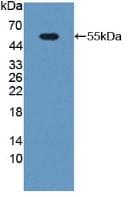PGPase Antibody