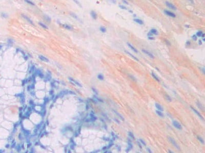 PGPase Antibody