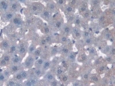 SNX18 Antibody