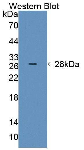 ABCA6 Antibody
