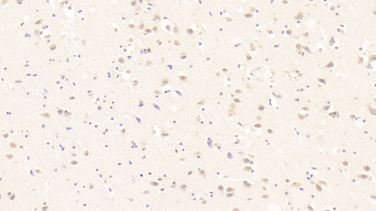 MOG Antibody (C2)