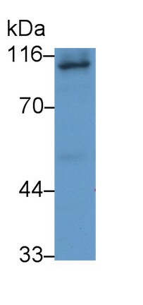ABP1/AOC1 Antibody (C12)