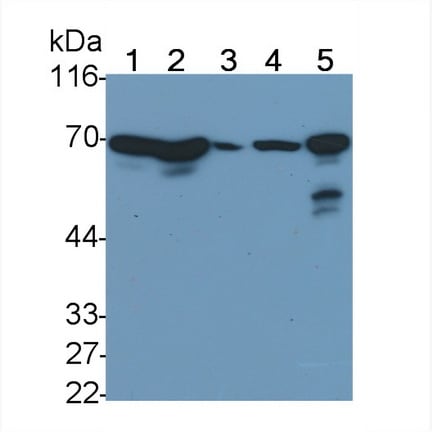 HspA1L Antibody (C3)