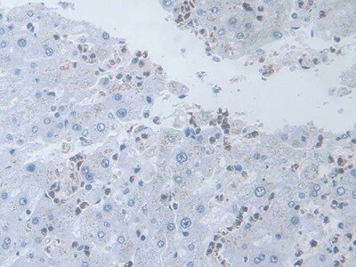 IL-19 Antibody (C9)