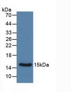 Calcitonin Antibody (C4)