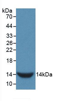 GnRH Antibody (5-1#)