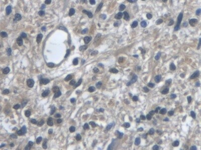VGF Antibody (4#)