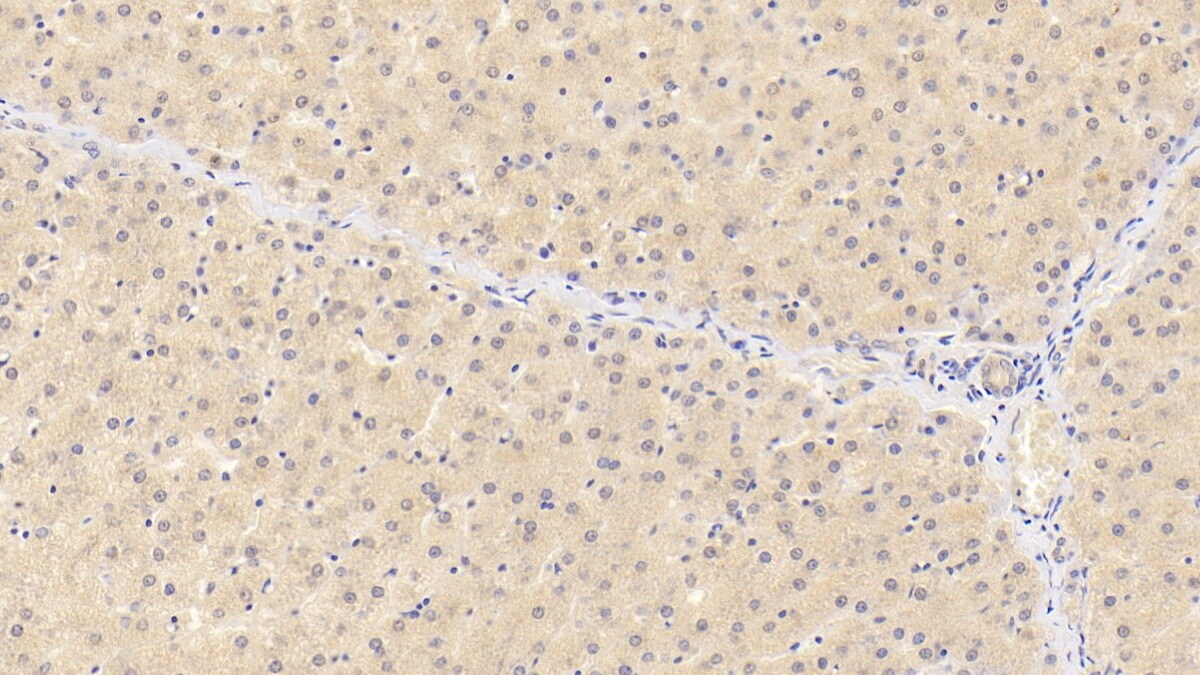 Siglec-8 Antibody (C1)