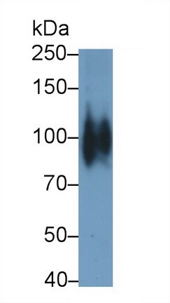 Cadherin-11 Antibody (E9)