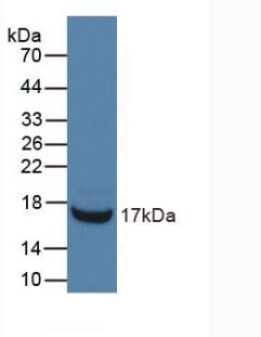 RNASE3 Antibody (C9)