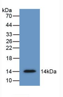 sFRP-4 Antibody (5#)