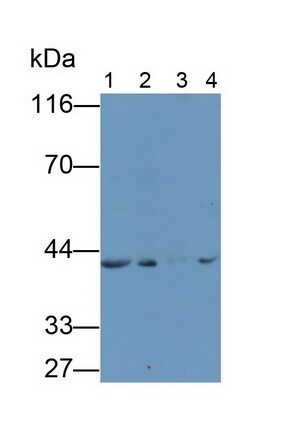 sFRP-4 Antibody (5#)