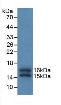 FKBP12 Antibody (E3)