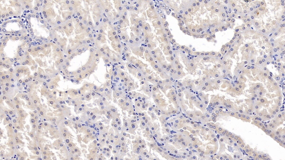 FKBP12 Antibody (E3)