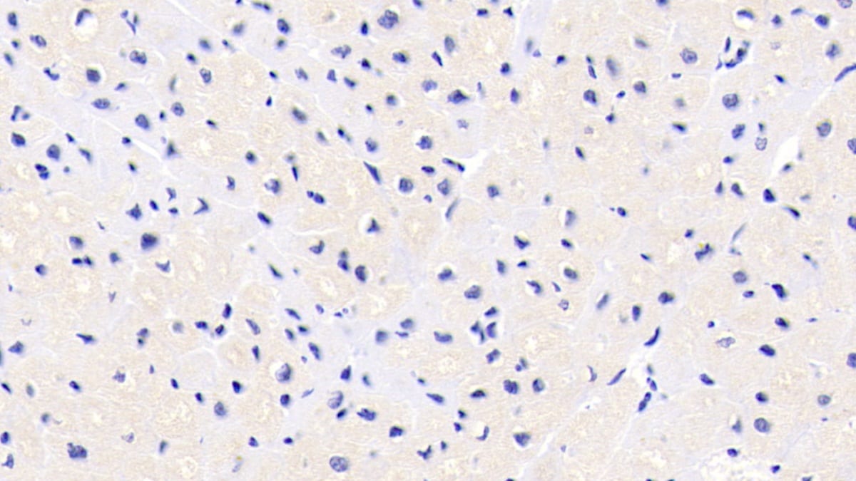 FKBP12 Antibody (E3)