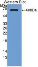 SUOX Antibody (7#)