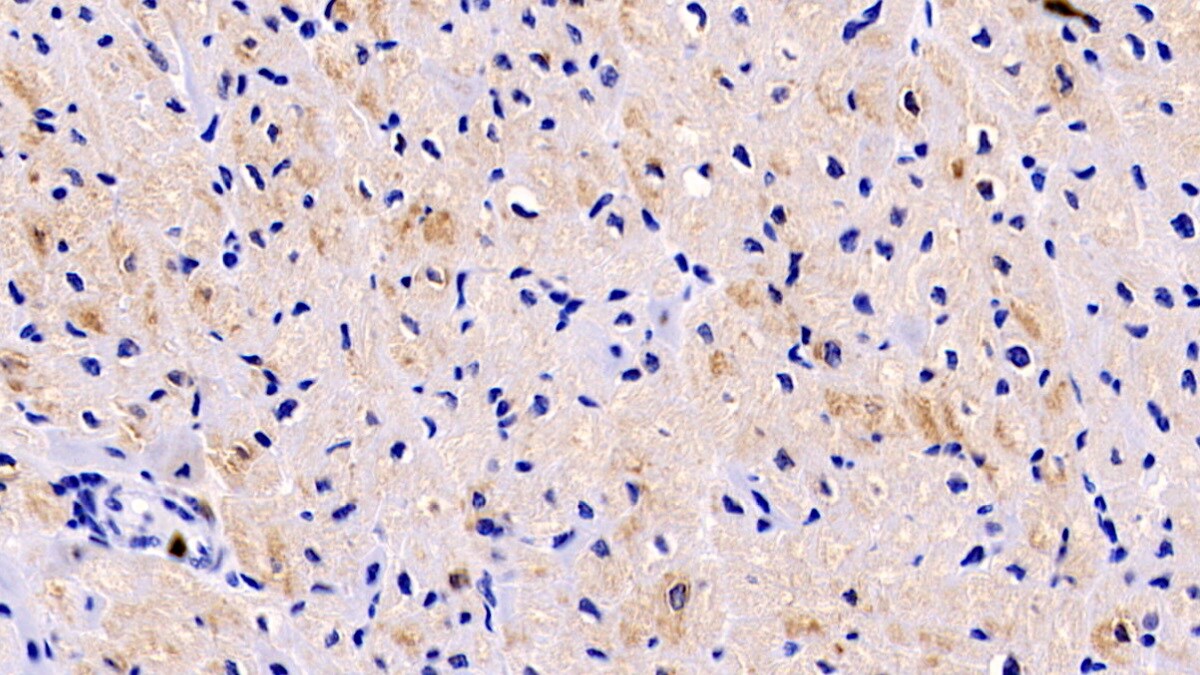 LOXL1 Antibody (C1)