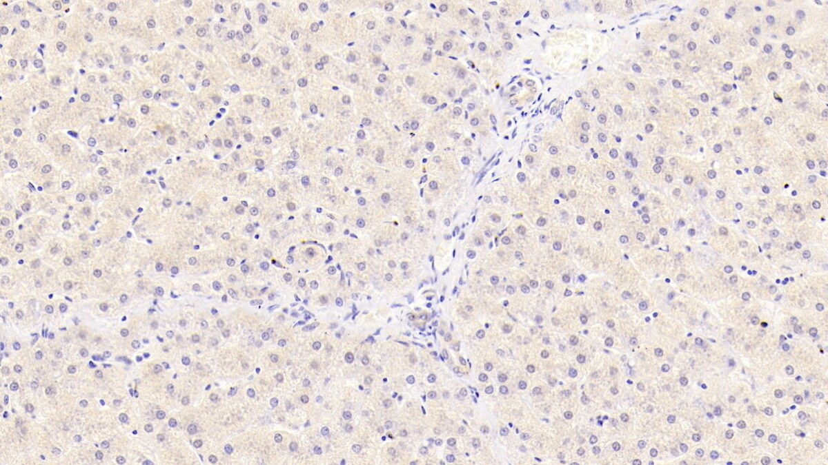 Syntenin 2 Antibody (C1)