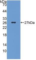 ICA1 Antibody (C7)
