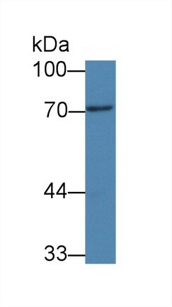 PAD3 Antibody (C10)