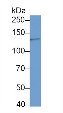 LAMC2 Antibody (D7)
