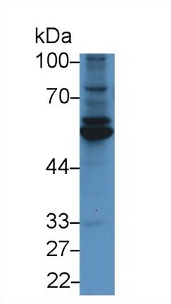 Fibulin-3/EFEMP1 Antibody (C5)