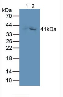 GDF-3 Antibody (A7)