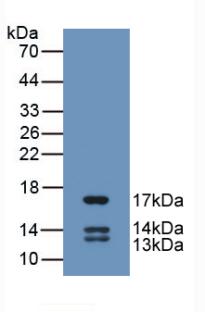 UCN2 Antibody (C2)