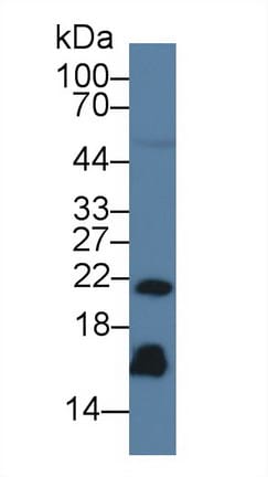 Reg3G Antibody (C18)