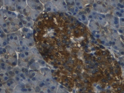 Reg3G Antibody (C18)
