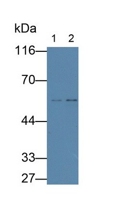 Fibulin-3/EFEMP1 Antibody (C7)