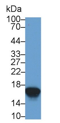 Cystatin SN Antibody (C5)