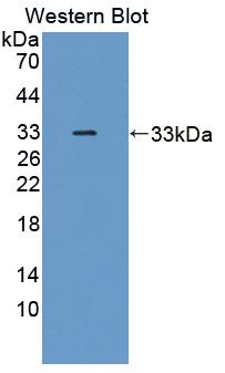 MAP3K6 Antibody