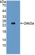 Glutathione Peroxidase 5 Antibody