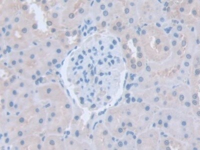 Intersectin 1 Antibody