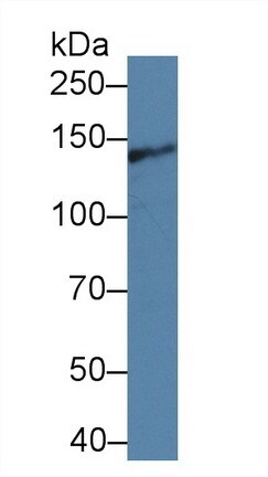 Intersectin 1 Antibody