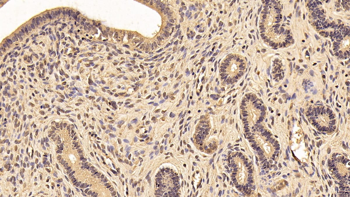 14-3-3 zeta Antibody (C2)