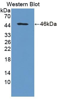 BMP-8a Antibody