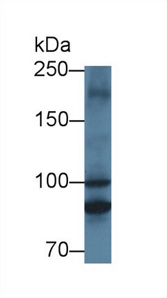 MTIF2 Antibody
