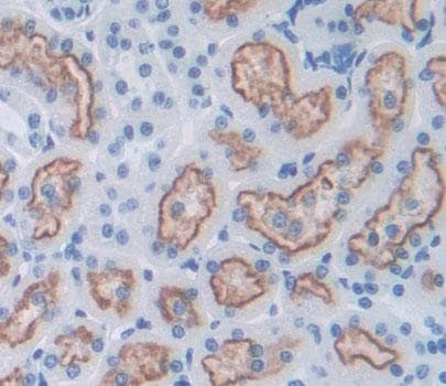 Surf1 Antibody
