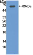 DIO2 Antibody