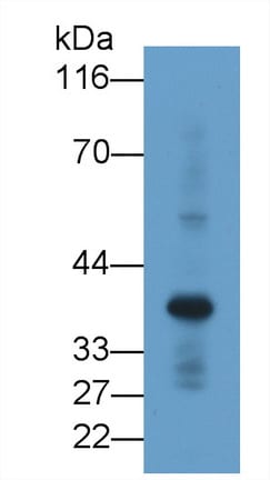Renalase Antibody (C6)