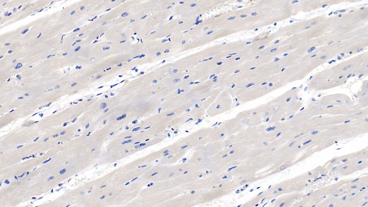 Renalase Antibody (C6)