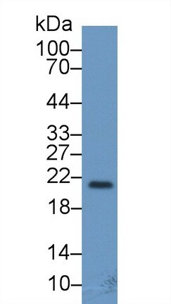 FGF-13 Antibody (C4)
