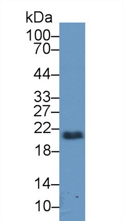 FGF-13 Antibody (C4)