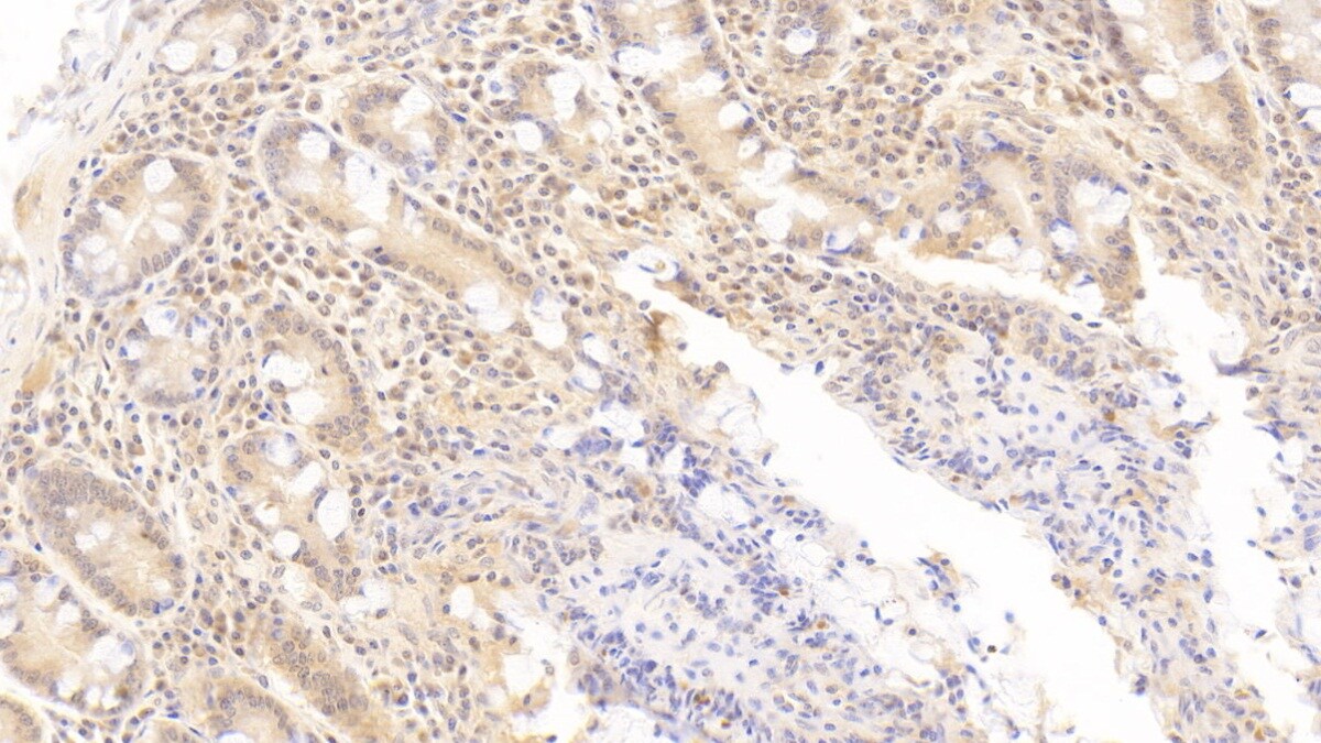OAS1 Antibody (C12)