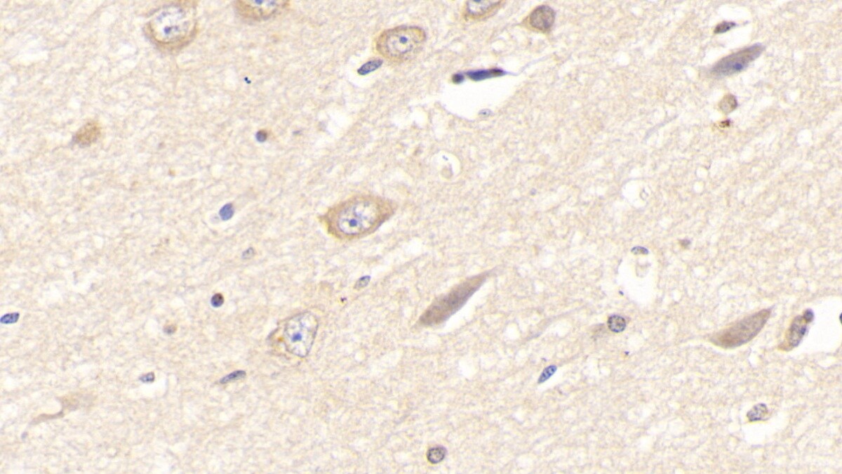 Laminin alpha 3 Antibody (C1)