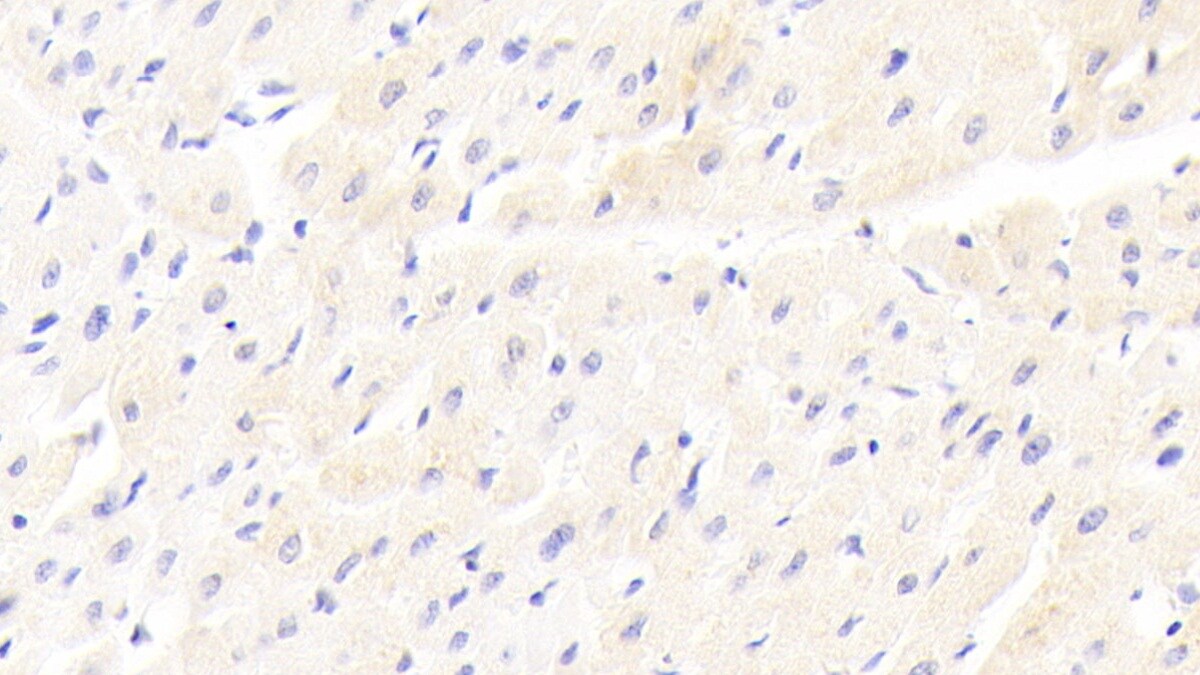 LRP-6 Antibody (C4)